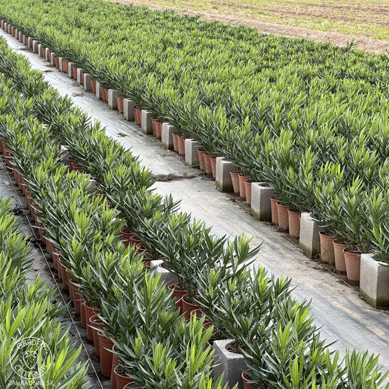 Obrázok Oleander obyčajný (Nerium oleander) ´SOEUR AGNES´ - BIELY - výška 30-50 cm, kont. C3L (-10/-12°C)
